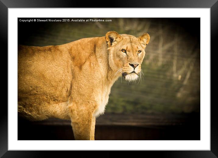 Beautiful Lioness Framed Mounted Print by Stewart Nicolaou