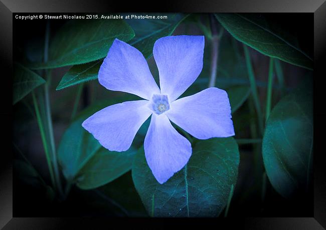  Beautiful Little Violet Wild Flower Framed Print by Stewart Nicolaou