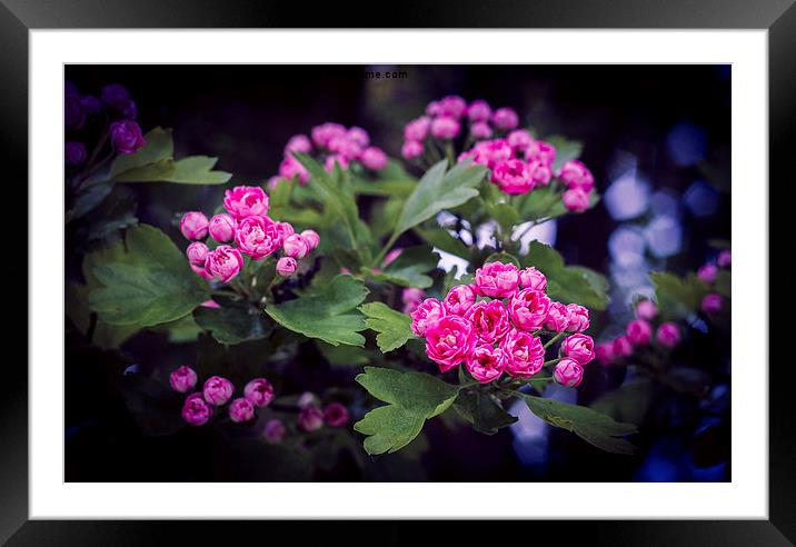 Spring Blossom Framed Mounted Print by Stewart Nicolaou
