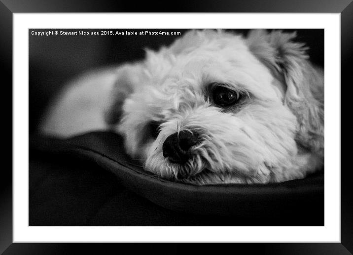 Beautiful Little Shih Tzu Framed Mounted Print by Stewart Nicolaou