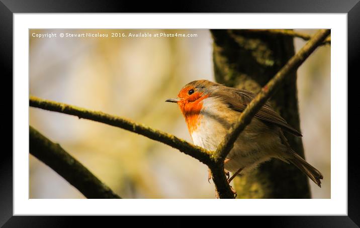 The Thoughtful Robin Framed Mounted Print by Stewart Nicolaou