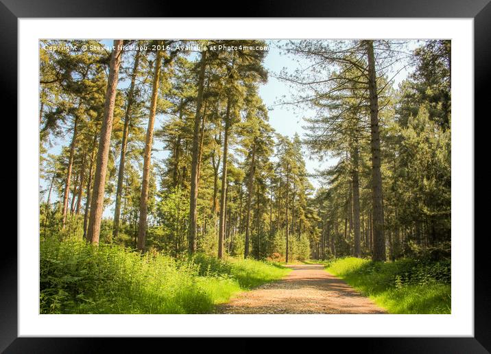 Thetford Forest Framed Mounted Print by Stewart Nicolaou