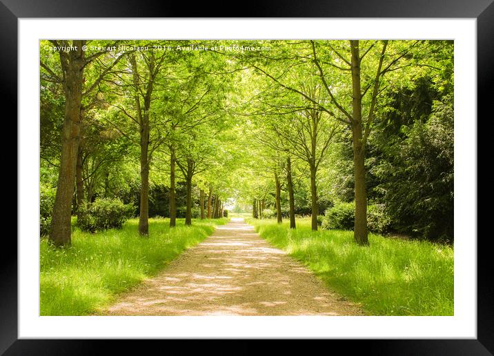 Beautiful Woodland Walk Framed Mounted Print by Stewart Nicolaou
