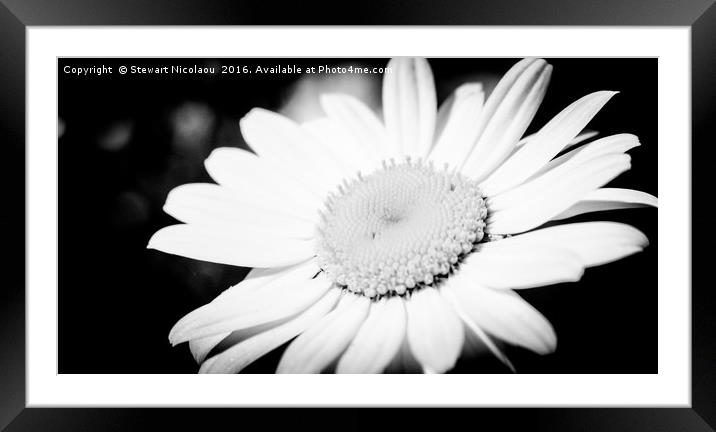 Beuatiful WIld Daisy  Framed Mounted Print by Stewart Nicolaou