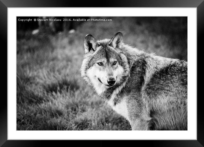 Hungry Like The Wolf Framed Mounted Print by Stewart Nicolaou
