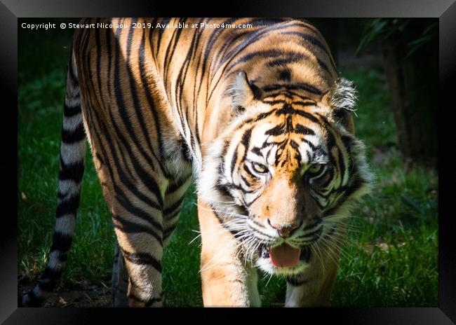 Sumatran Tiger Framed Print by Stewart Nicolaou