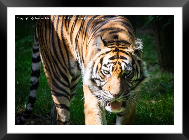 Sumatran Tiger Framed Mounted Print by Stewart Nicolaou