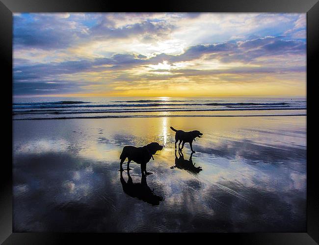Alone on the Beach Framed Print by Andrew Pettey