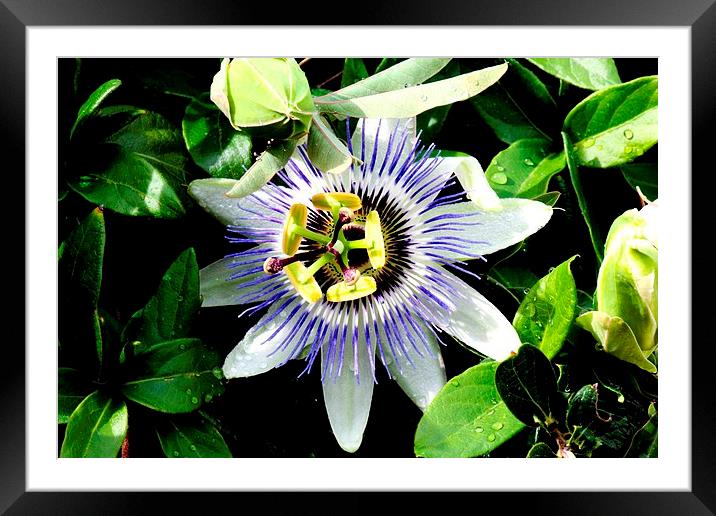 Passiflora Framed Mounted Print by Luís Barriga