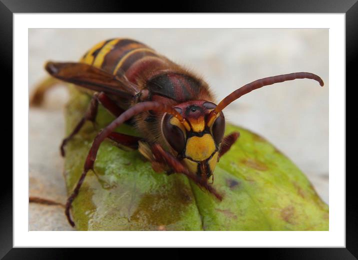 Wasp Framed Mounted Print by Luís Barriga