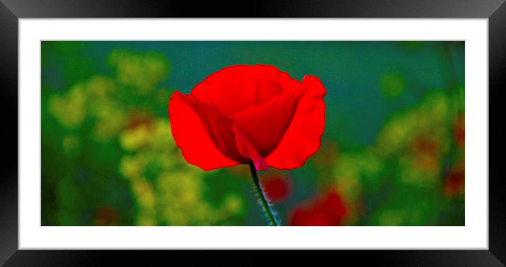 Single Poppy Framed Mounted Print by Colin Brittain