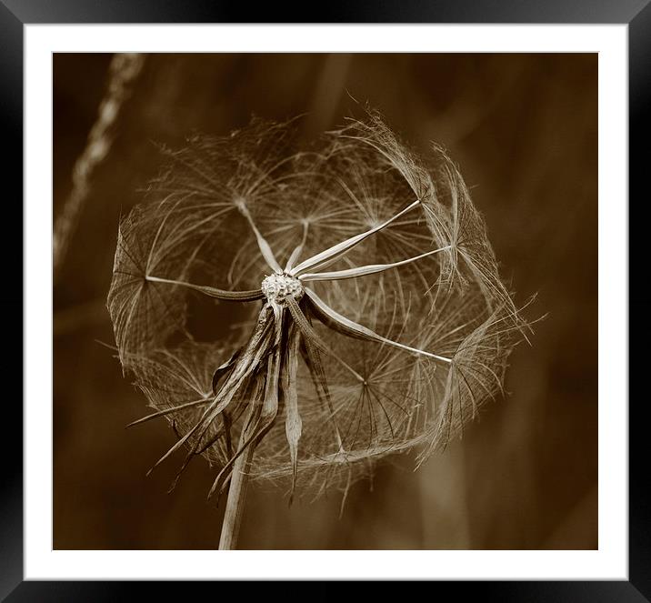 Dandelion Framed Mounted Print by Colin Brittain