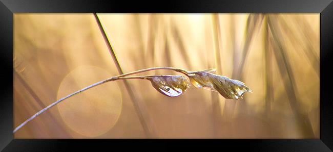Dew drops Framed Print by Colin Brittain