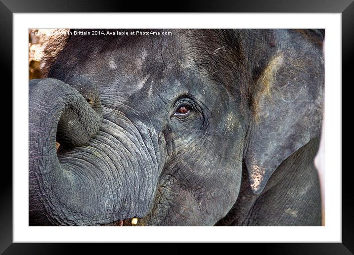  Baby Elephant strikes a pose Framed Mounted Print by Colin Brittain