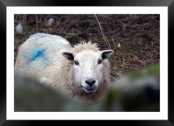 Lonley Sheep Framed Mounted Print by James Taylor