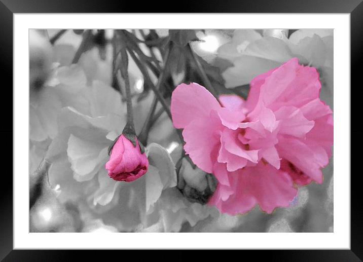 Cherry Blossom Framed Mounted Print by Jason Moss