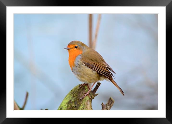 Robin Framed Mounted Print by Jason Moss