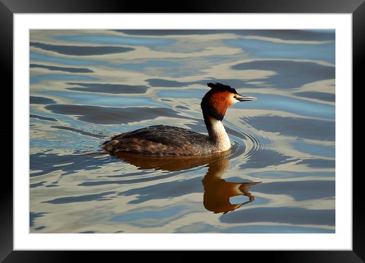 Great Crested Grebe  (Podiceps Cristatus) Framed Mounted Print by Jason Moss