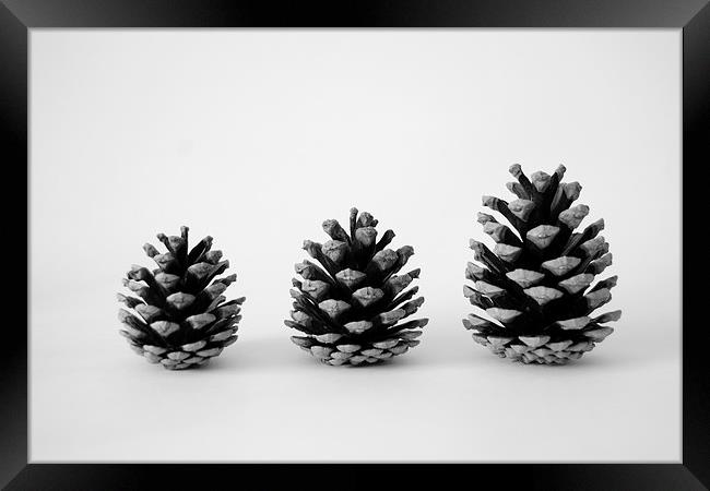 Pine Cone Trio Framed Print by Jason Moss