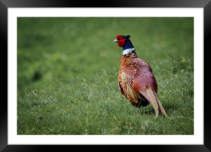  Pheasant Framed Mounted Print by Jason Moss