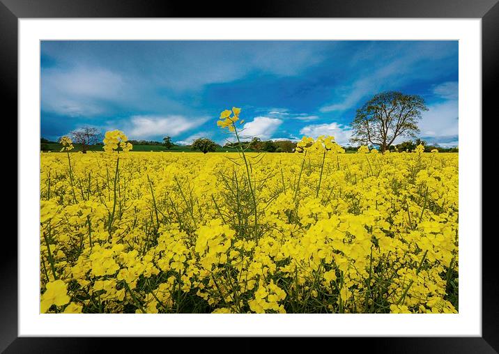  Summer Colours Framed Mounted Print by Jason Moss
