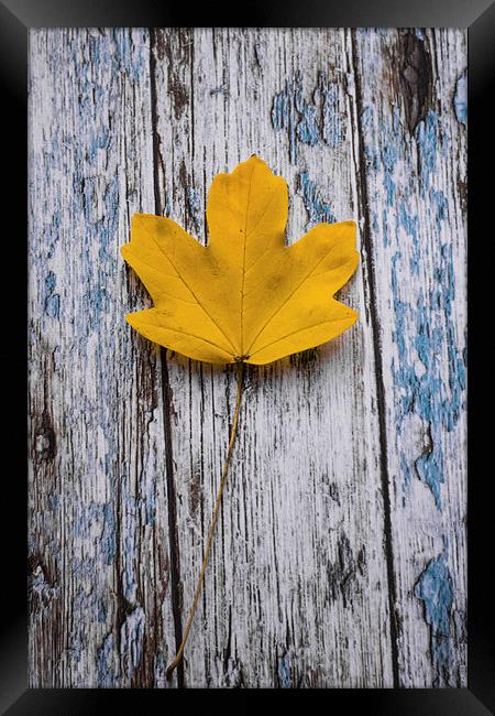  Simply Autumnal Framed Print by Jason Moss
