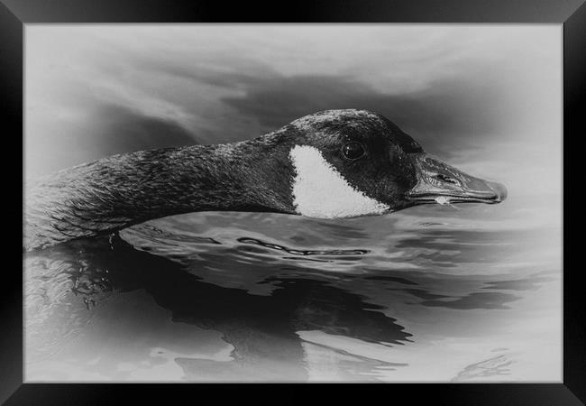 Canada Goose Framed Print by Jason Moss