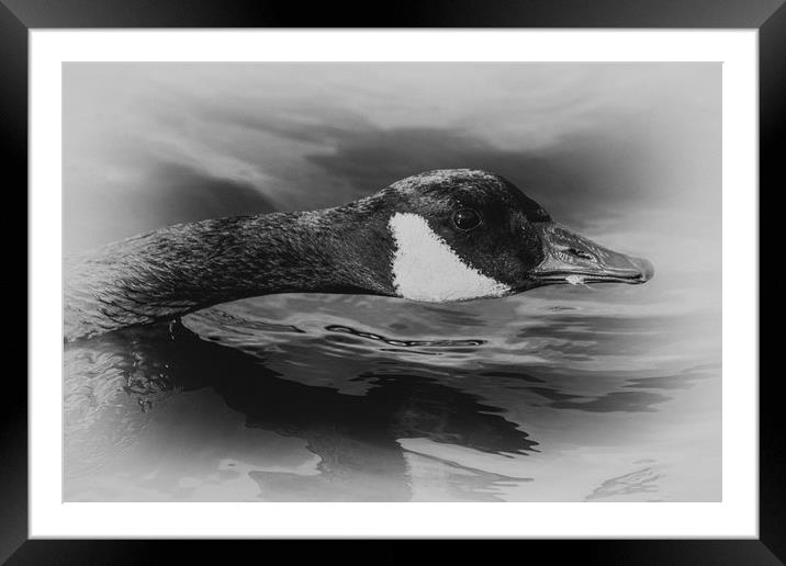 Canada Goose Framed Mounted Print by Jason Moss