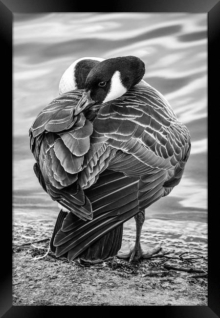 Sleepy Goose Framed Print by Jason Moss