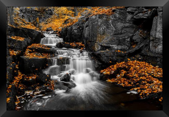 Autumn Colurs at Lumsdale Framed Print by Jason Moss