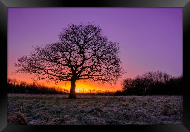 Lone Tree Sunrise Framed Print by Jason Moss