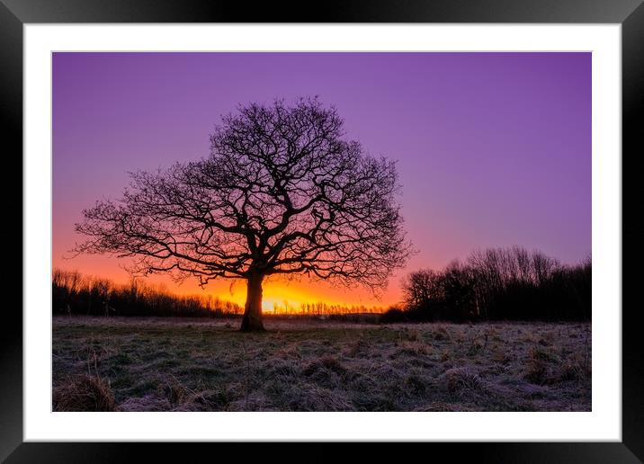 Lone Tree Sunrise Framed Mounted Print by Jason Moss