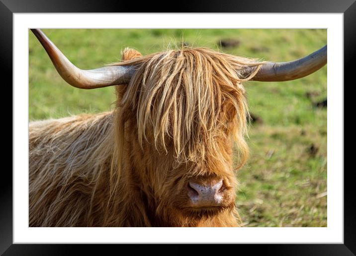 Heilan Coo Framed Mounted Print by Jason Moss