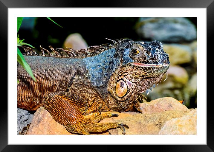iguana lizard family Framed Mounted Print by nick wastie