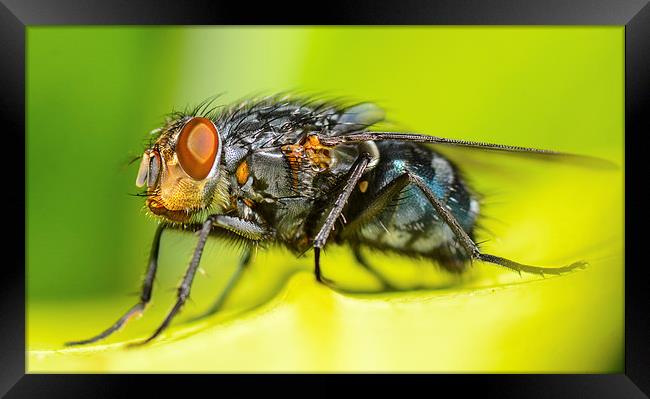 macro shot of common fly Framed Print by nick wastie