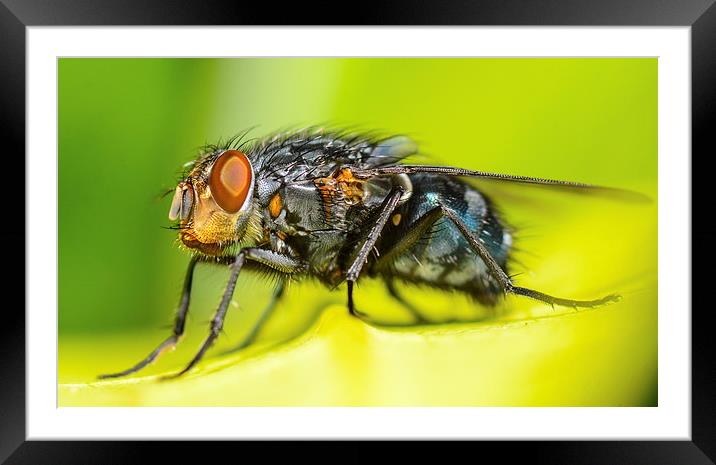 macro shot of common fly Framed Mounted Print by nick wastie
