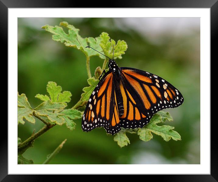 monarch butterfly macro shot Framed Mounted Print by nick wastie
