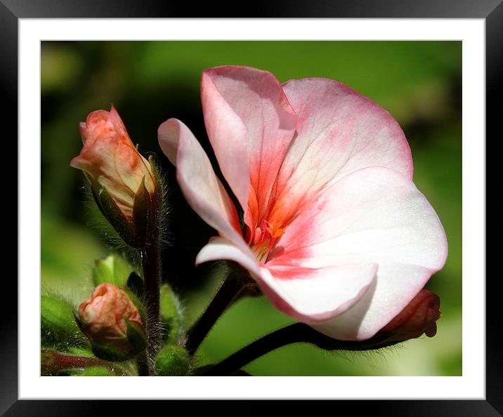 stunning rose Framed Mounted Print by nick wastie