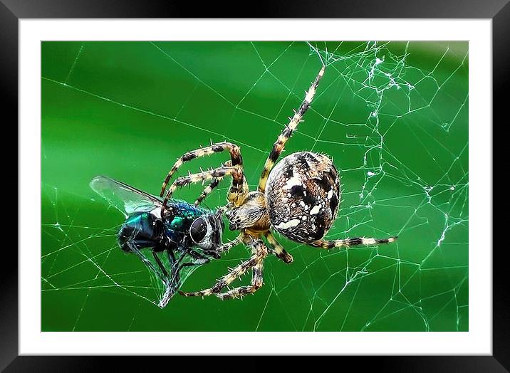 the fly and the spider Framed Mounted Print by nick wastie