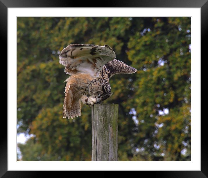 bird of prey owl Framed Mounted Print by nick wastie