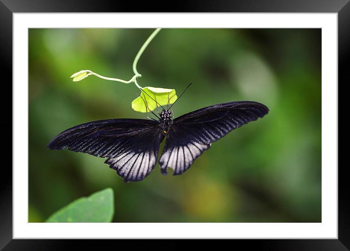 butterfly world Framed Mounted Print by nick wastie