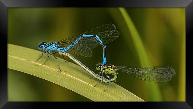 damsel flys Framed Print by nick wastie