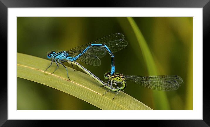 damsel flys Framed Mounted Print by nick wastie