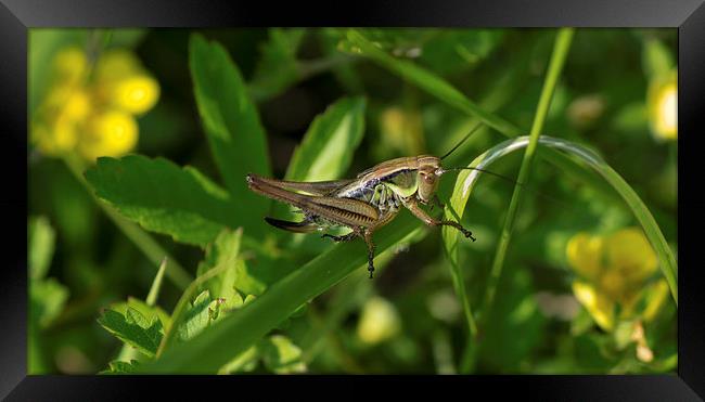 horned grasshopper Framed Print by nick wastie