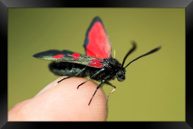 beautiful moth Framed Print by nick wastie