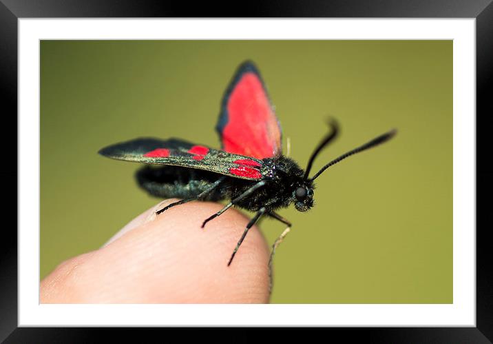 beautiful moth Framed Mounted Print by nick wastie