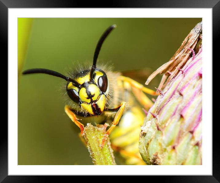 wasp face Framed Mounted Print by nick wastie