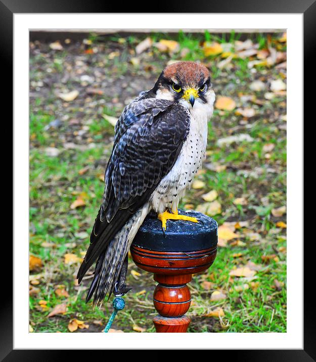 perigrine falcon Framed Mounted Print by nick wastie