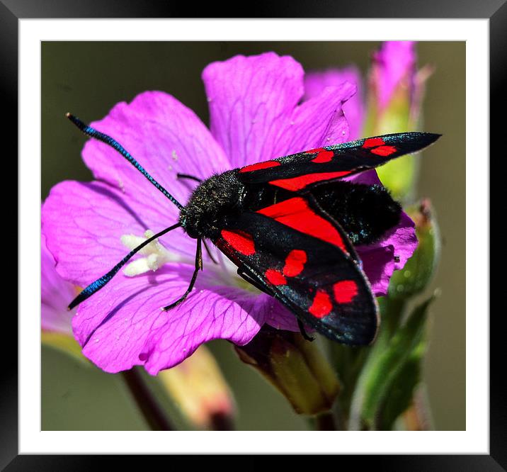 beautiful moth Framed Mounted Print by nick wastie