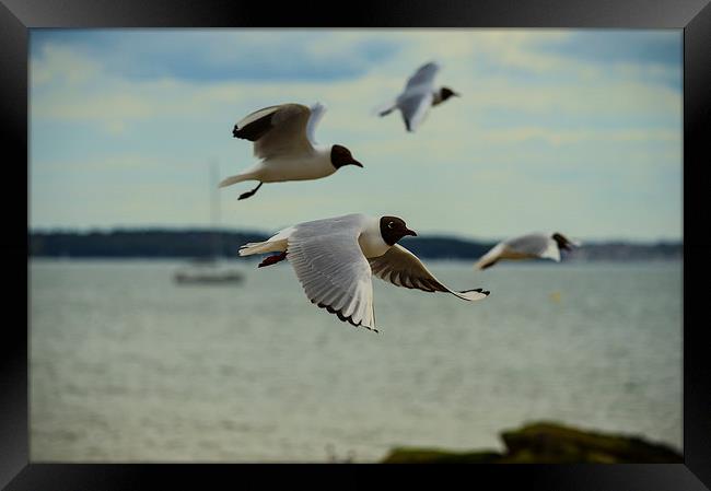 black headed gulls Framed Print by nick wastie